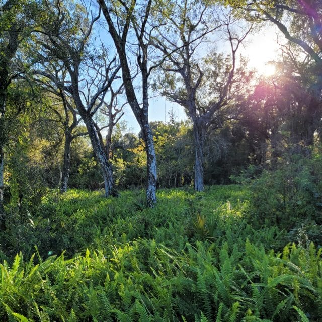 FL Nature Scene