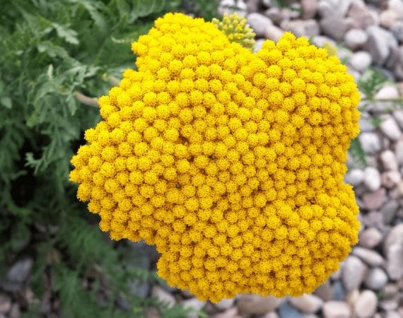 Close up of a flower